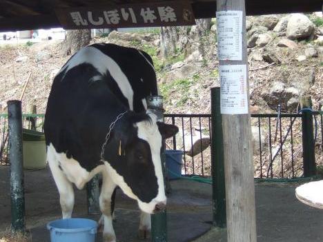 牛の乳しぼり（たかやまファミリー牧場）