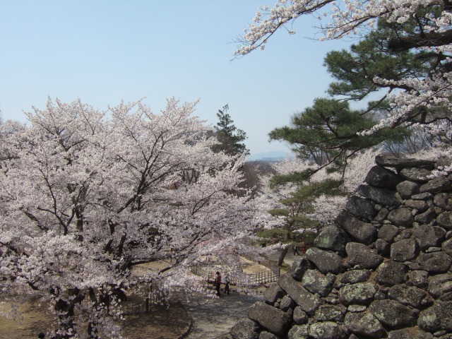 懐古園の桜